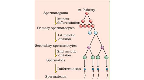 Give A Schematic Representation Of Spermatogenesis And Oogenesis In ...