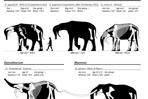 The Biggest Elephant In The World