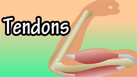 Tendons - What Are Tendons - Functions Of Tendons - Tendonitis - YouTube