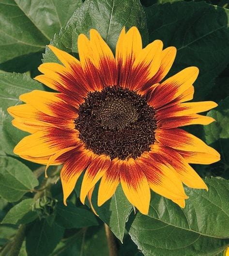 Growing Sunflowers: The Complete Guide to Sunflower Care | Garden Design