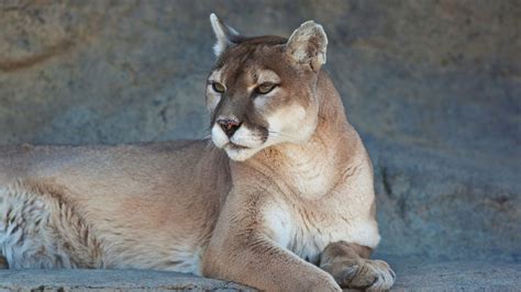 The Traveler's Guide to Zion National Park Wildlife