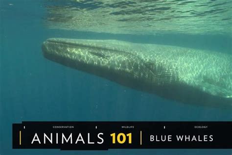 Blue Whale Pictures Facts