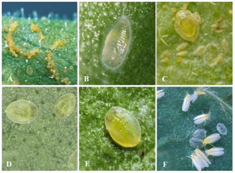 Whitefly Larvae