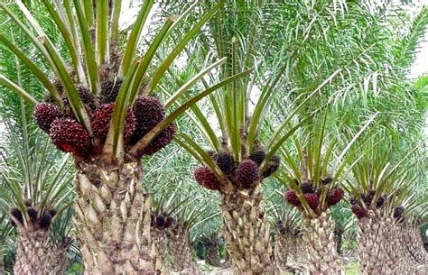 Kelapa Sawit Menjadi Komoditas Hasil Perkebunan Di Daerah - Homecare24