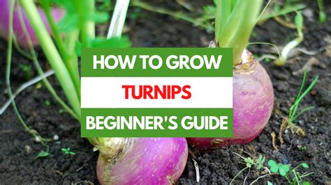 How to Grow Turnips - A Beginner's Guide - Gardening Eats