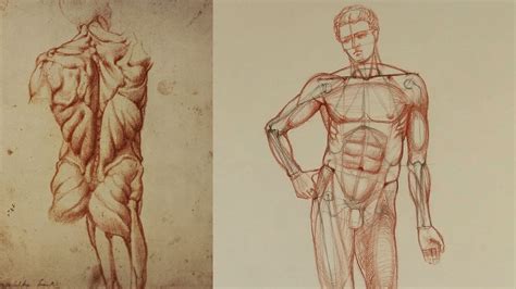 Muscles Of The Torso Drawing - Leonardo Da Vinci Vinci 1452 Amboise ...