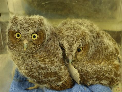 Screech Owl Babies | Screech Owl Babies | possumwoodacres | Flickr