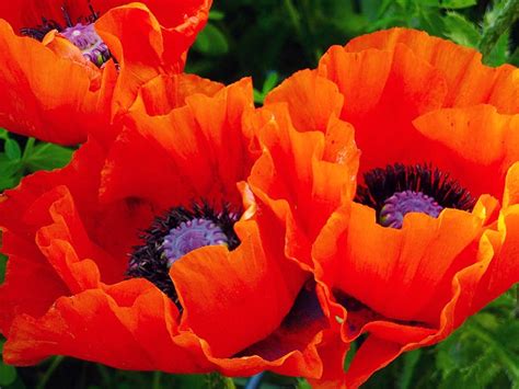 Poppy Oriental Giant Red (Papaver oreintale) organically grown flower ...