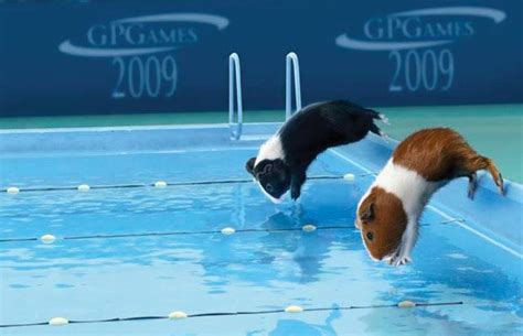 Guinea pig olympics - Guinea pig olympics! Photo (15703578) - Fanpop