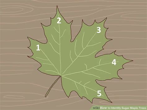 3 Ways to Identify Sugar Maple Trees - wikiHow | Tree leaf ...