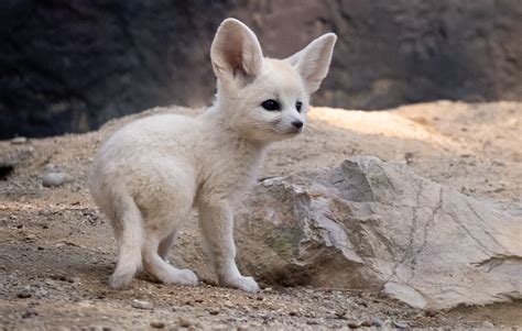 Lot of babies are born during this spring ! - Parc animalier de la Barben