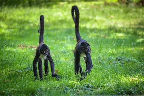 10 Incredible Spider Monkey Facts - Wiki Point