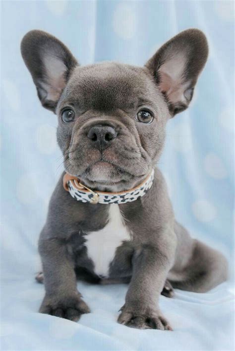 Pin by K Nixon on Some Cute Animal Pictures | French bulldog puppies ...