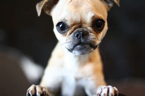 Chug Dog (Chihuahua Pug Mix) Info, Temperament, Grooming, Training ...