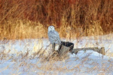 Snowy Owls and more … | 365 Days of Birds