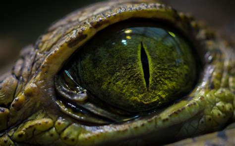 Afbeeldingsresultaat voor animal eyes | Reptile eye, Crocodile eyes ...