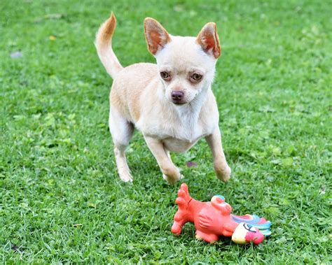 Chihuahua Training Tips from Royvon Dog Trainers