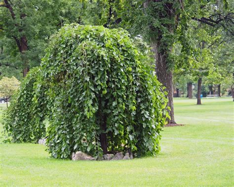 Weeping Mulberry 1.2m tall, 400mm pot | Ballarat Nursery