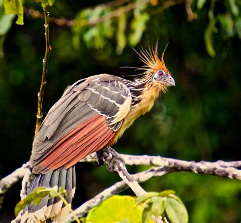 Creature Feature: Hoatzin