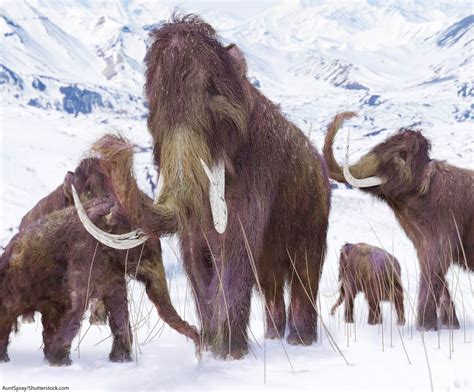 Woolly Mammoth Facts For Kids & Adults: Meet A Famous Ice Age Animal