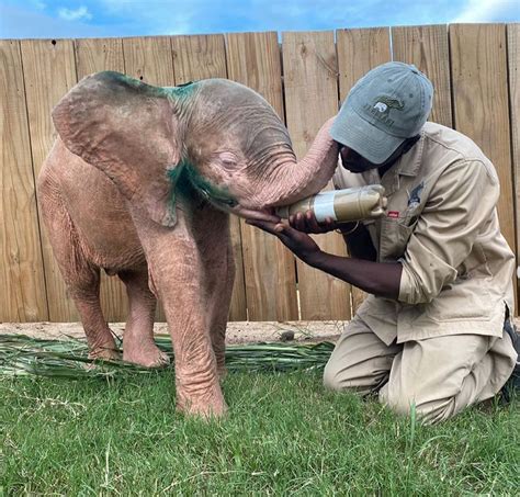 Orphaned Albino Elephant Recovers From Poacher’s Snare | Courthouse ...