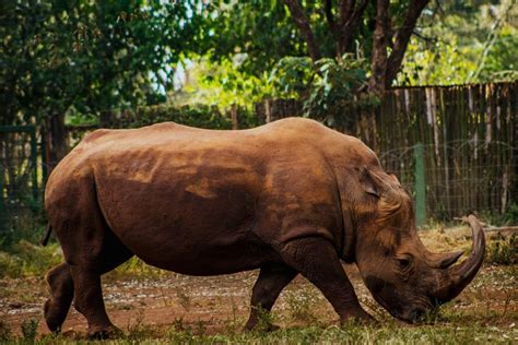 14 Wild Animals in Brunei [Wildlife in Brunei] - Kevmrc