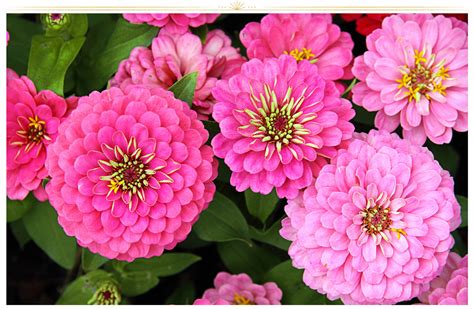 26 Types of Pink Flowers: Tips + Pictures - ProFlowers Blog