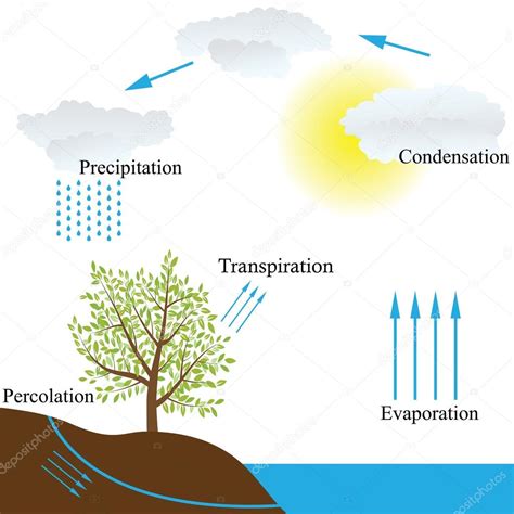 water cycle in nature