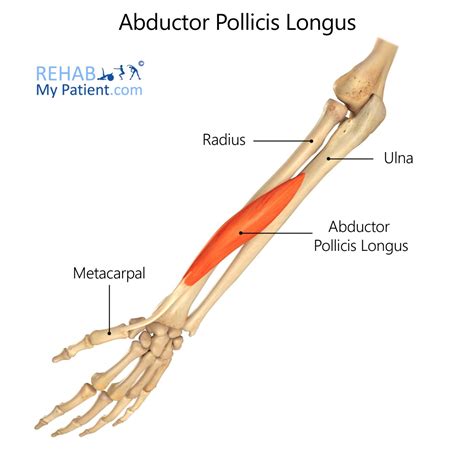 Abductor Pollicis Longus Origin Insertion Nerve Supply And Action ...