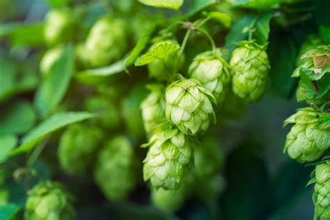 Hops extract may ease knee joint pain, help sleep: RCT