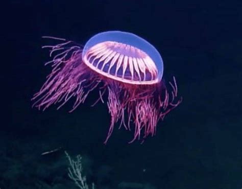 Thriving Planet | A RARE NEON JELLYFISH Has Been Spotted, And It’s ...