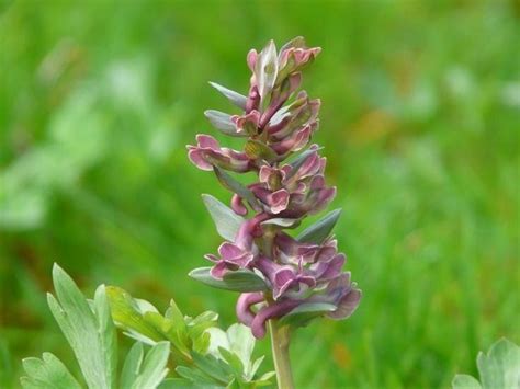 Corydalis Plant: Environment, Varieties and Maintenance | LoveToKnow