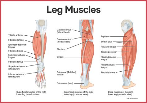 Muscular System Anatomy and Physiology - Nurseslabs