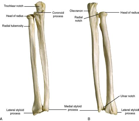 Bones and Articulations (Radius and Ulna) Diagram | Quizlet