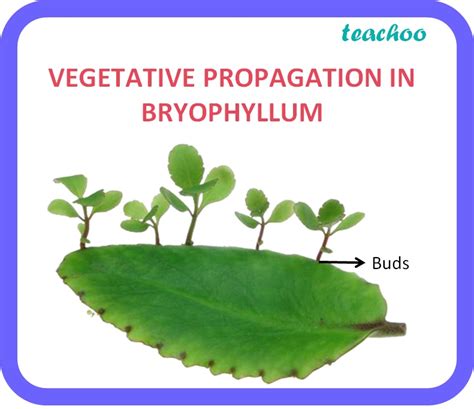 [Class 10] Vegetative Propagation - Definition, Examples, Types