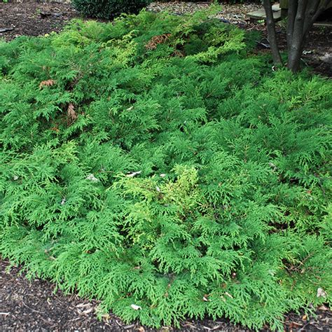 Siberian Cypress | Great Garden Plants