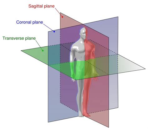 Diagram Of Planes Of The Body