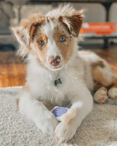 Cooper is 4 months old! #australianshepherd | Girl dog names ...