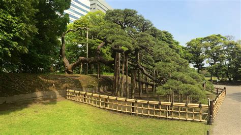 Hamarikyu Gardens - Tourist in Japan