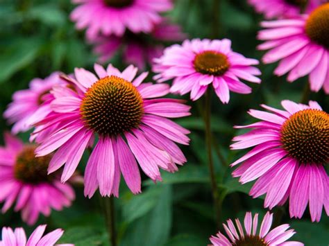 Coneflower Care - Growing And Planting Purple Coneflower