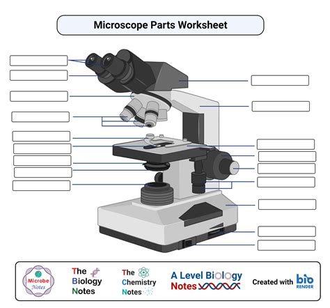 Parts Of A Microscope Worksheet – Zip Worksheet