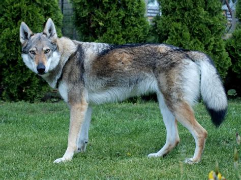 Will Coyotes Mate With Dogs