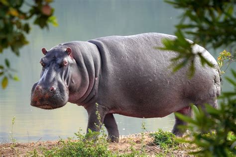 Helping vervet monkeys and Fun hippopotamus facts