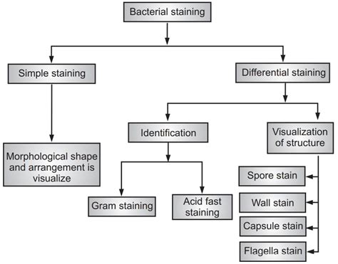 Bacteria Classification Flow Chart