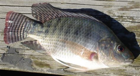 Nile Tilapia (Oreochromis niloticus) - Collection record