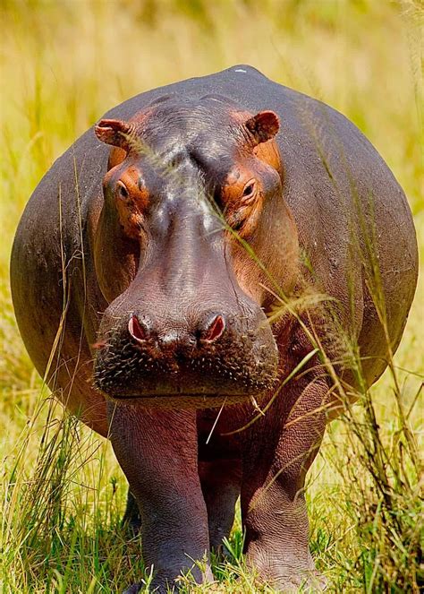 57 huge hippo facts complete guide to the massive hippopotamus – Artofit