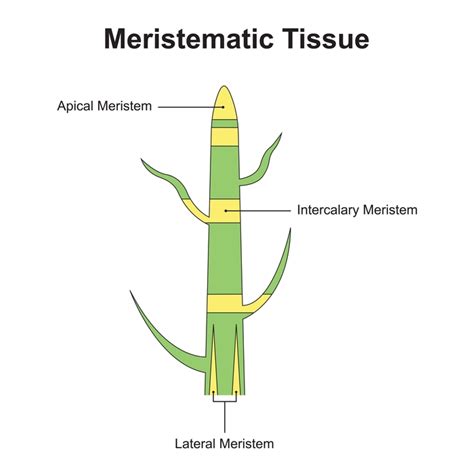 Plant tissue vs Animal tissue - 88Guru