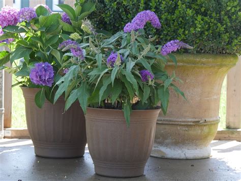 Pugster® Amethyst Butterfly Bush | ButterflyBushes.com