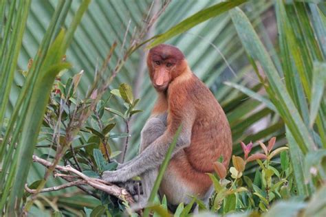 14 Wild Animals in Brunei [Wildlife in Brunei] - Kevmrc