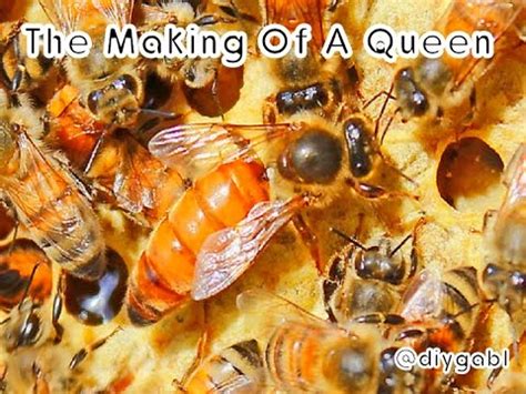 The Life Cycle of The Honey Bee Queen (The Making of a Queen)